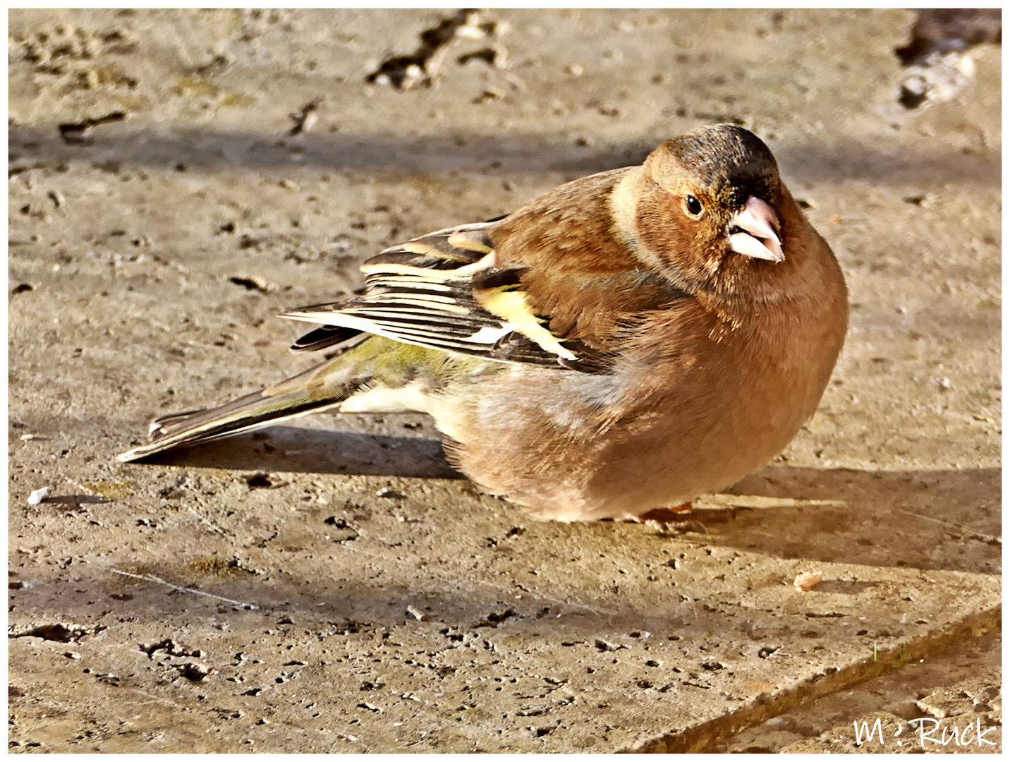 Ein treuer Gast in unserem Garten !