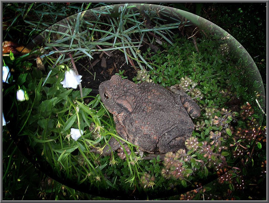 Ein treuer Gast in unserm Garten