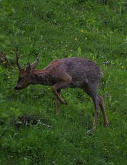 Ein treuer Rehbock
