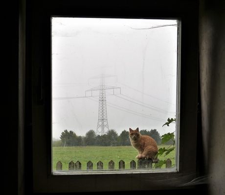 Ein treuer und etwas neugieriger Besucher..