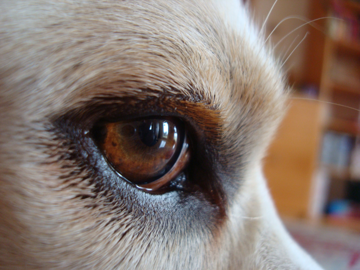 Ein treues Auge von einem treuen Hund