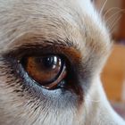 Ein treues Auge von einem treuen Hund