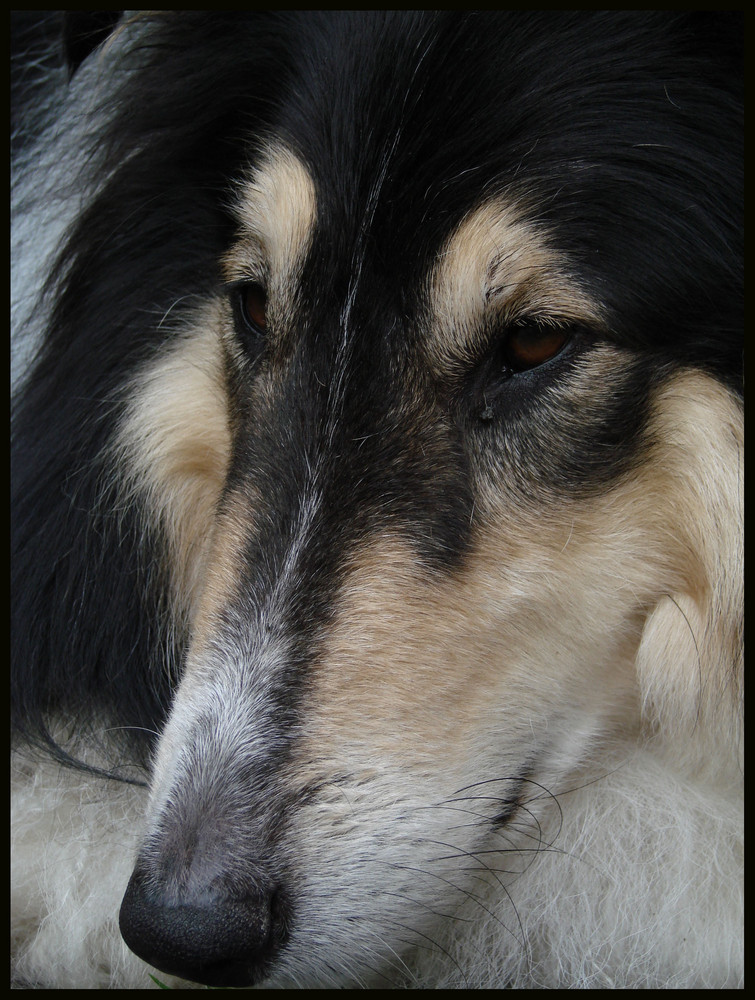 ein tri color collie; mit Namen Scotty