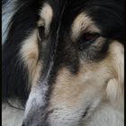 ein tri color collie; mit Namen Scotty