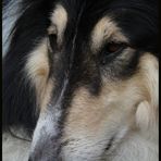 ein tri color collie; mit Namen Scotty