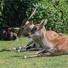 Ein Trio.....