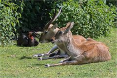 Ein Trio.....