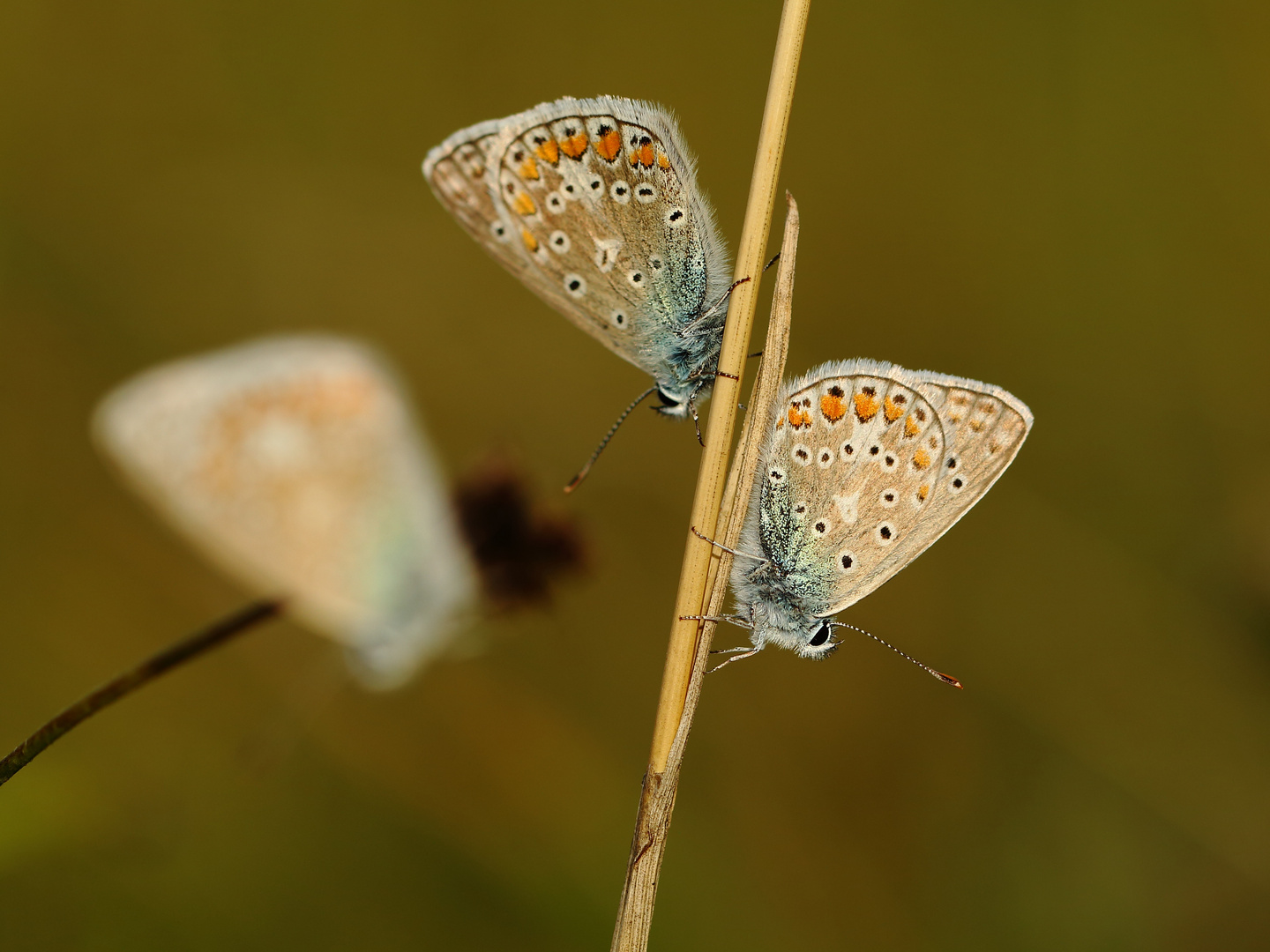 Ein Trio