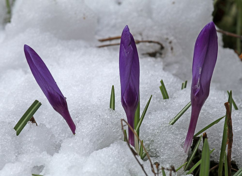 Ein Trio im Schnee zu Ostern