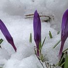 Ein Trio im Schnee zu Ostern