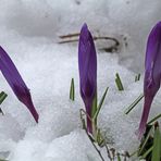 Ein Trio im Schnee zu Ostern