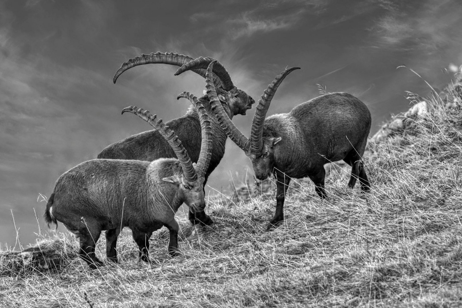 ein Trio unter sich...