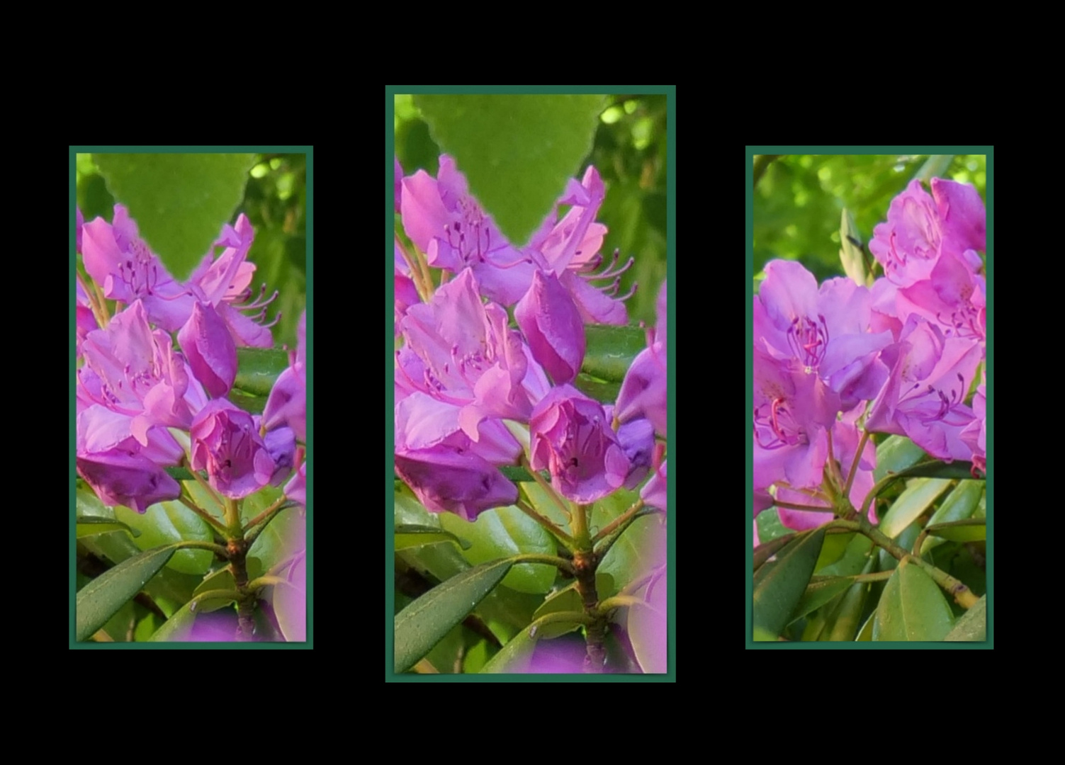 Ein Triptychon aus Rhododendron-Blüten