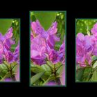 Ein Triptychon aus Rhododendron-Blüten