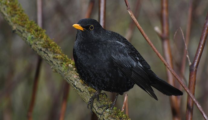 Ein trister Wintertag im Wald,...