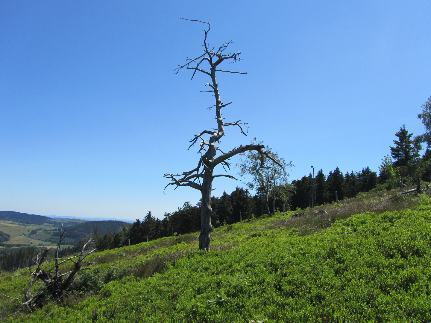 Ein trockener Sommer