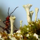 Ein Tröpfchen am Abend, erfrischend und labend.