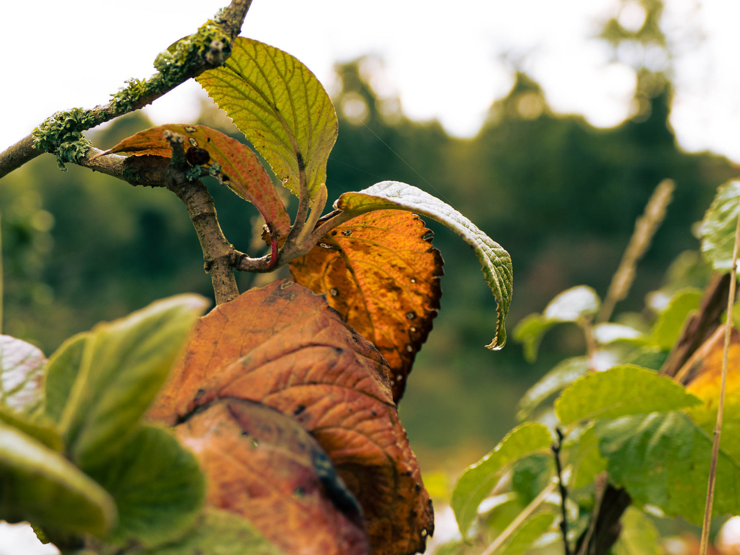 Ein Tröpfchen im Herbst ...