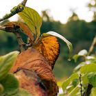 Ein Tröpfchen im Herbst ...