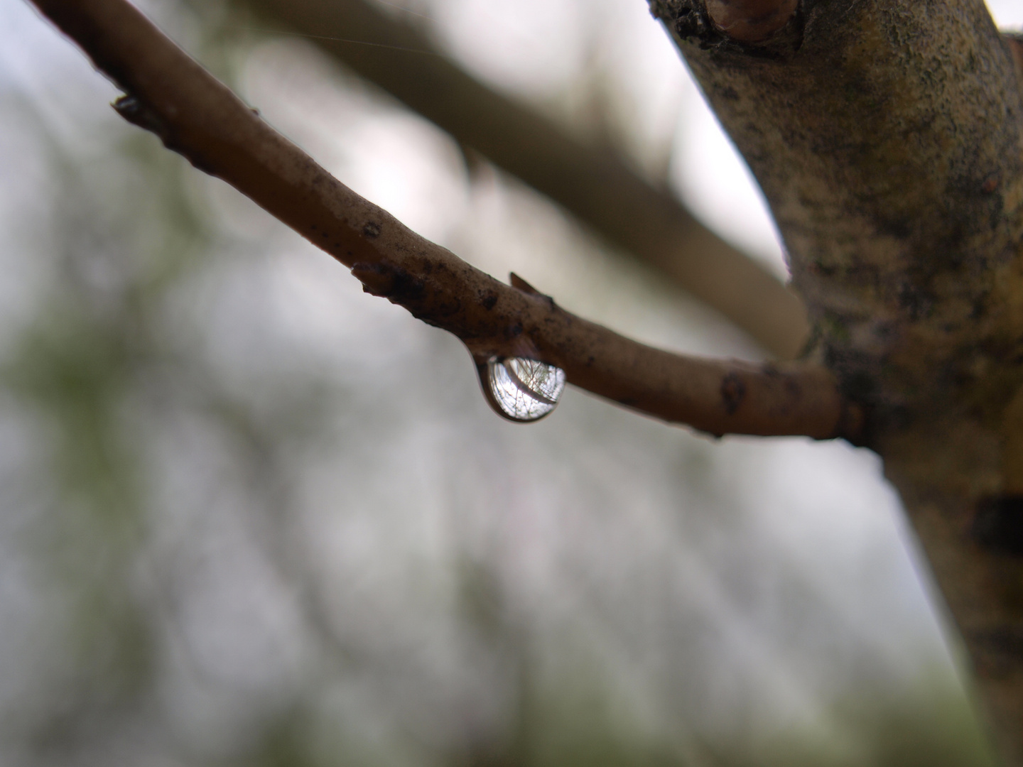 Ein Tropfen am Baum