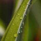 Ein Tropfen auf dem heißen Blatt