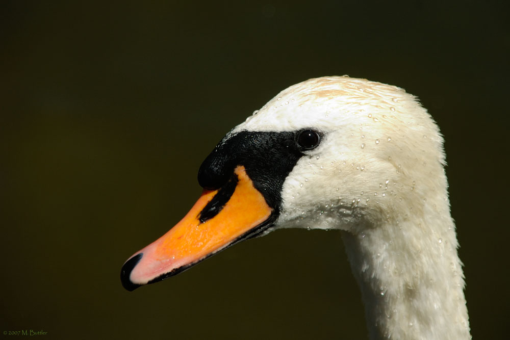 Ein Tropfen auf dem heißen Schwan....