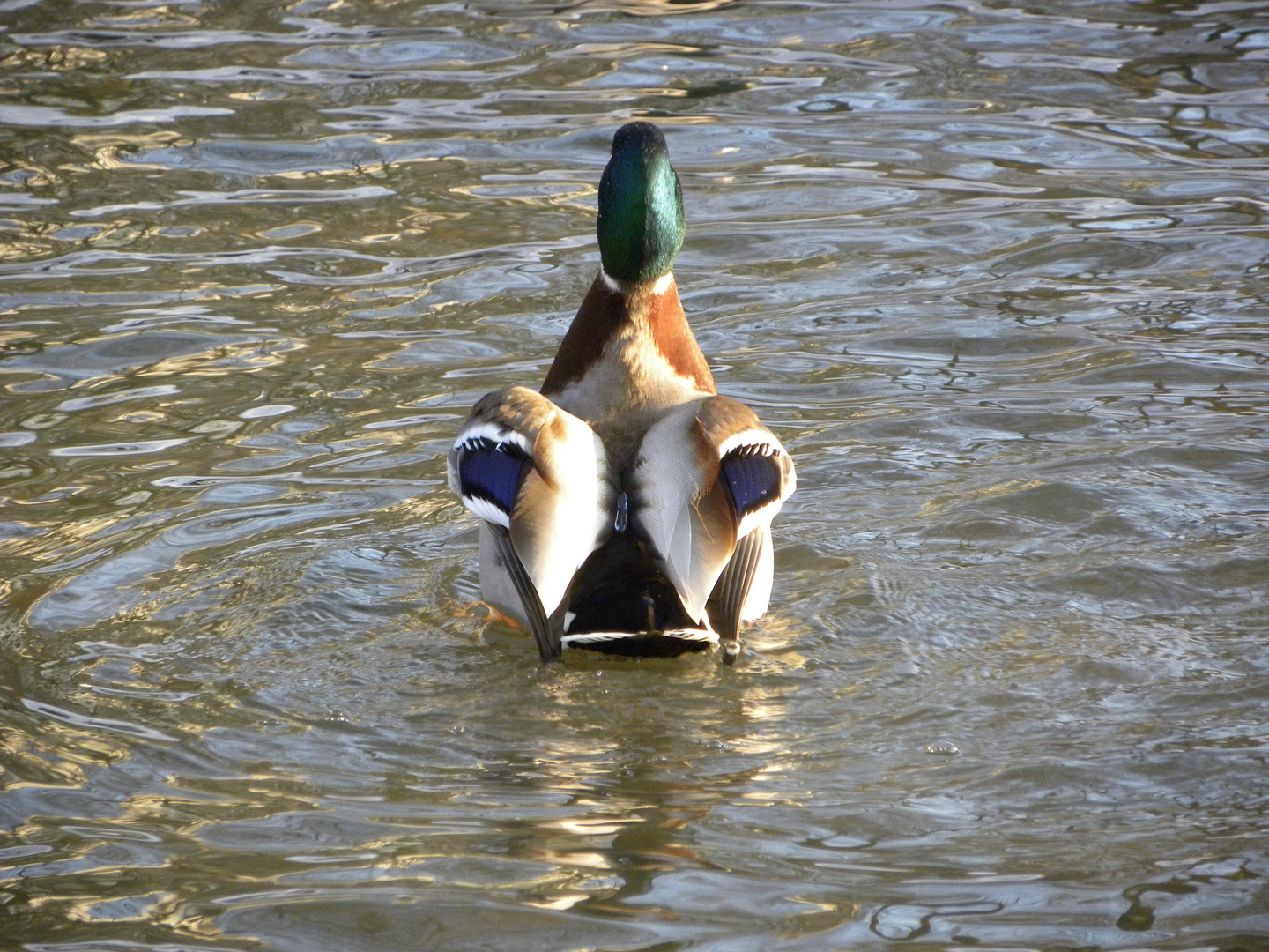 ein Tropfen