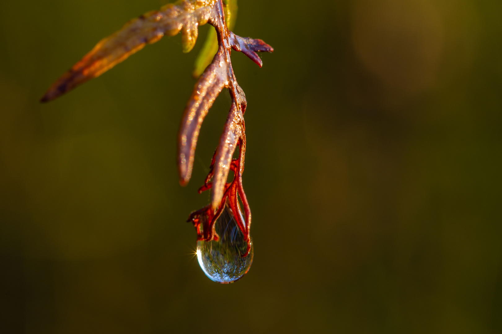 Ein Tropfen Herbst