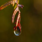 Ein Tropfen Herbst