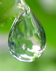 ein Tropfen Pflanzensaft