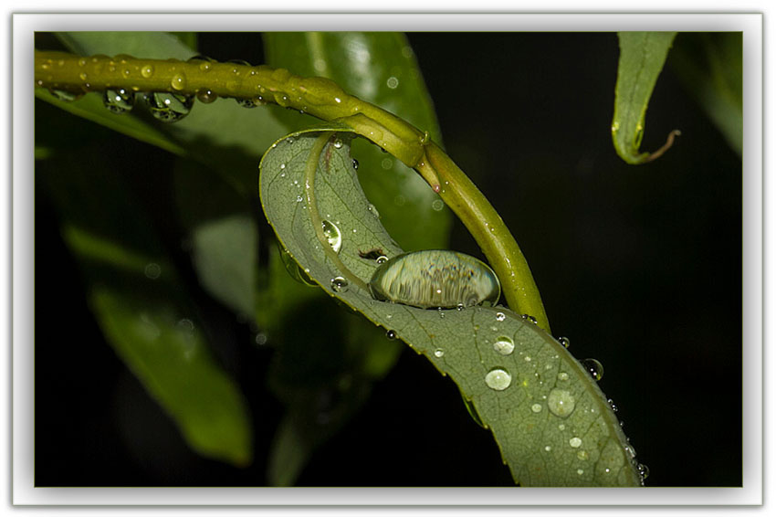 EIN TROPFEN REGEN