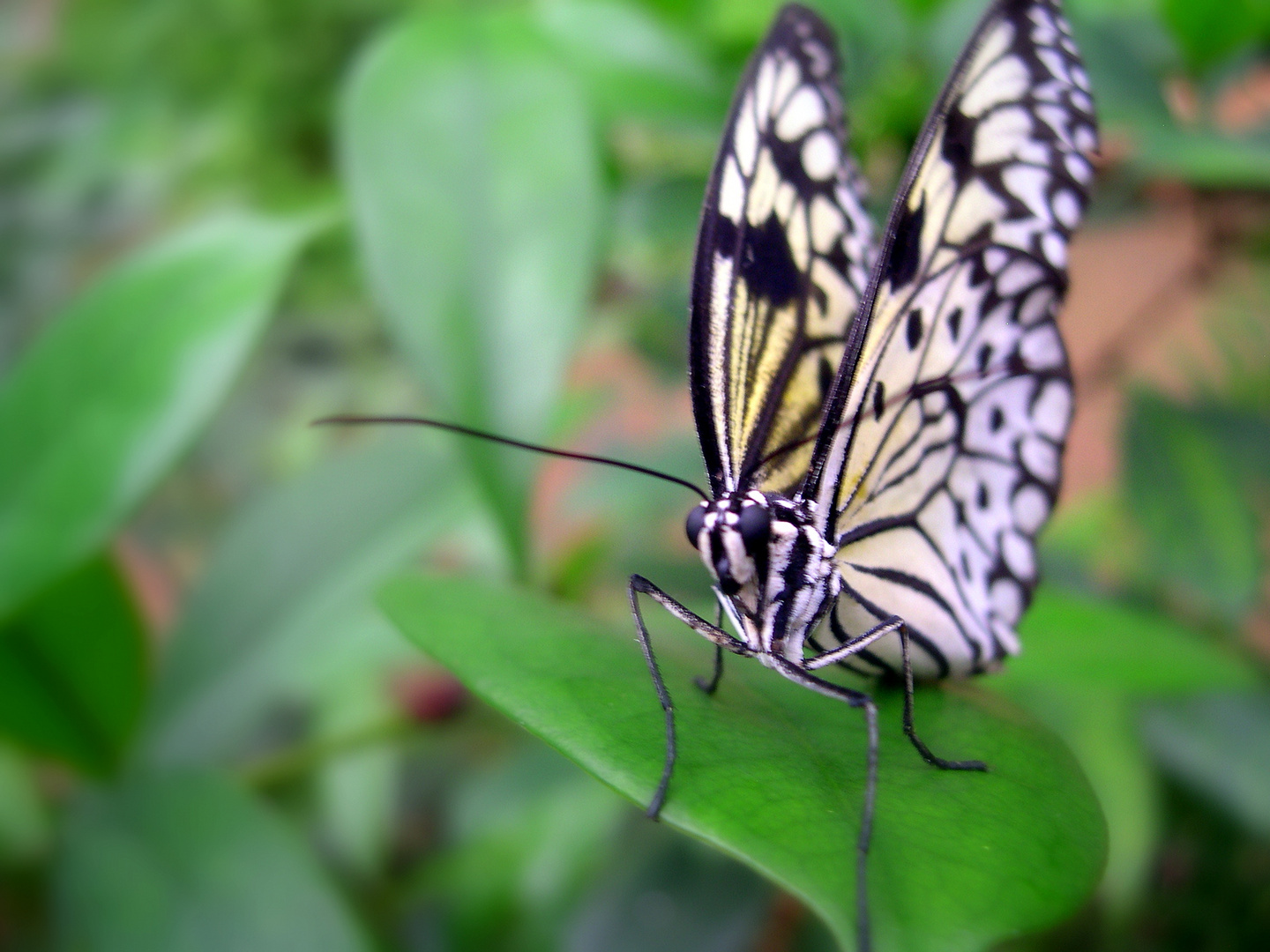 Ein tropischer Schmetterling