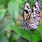 Ein tropischer Schmetterling