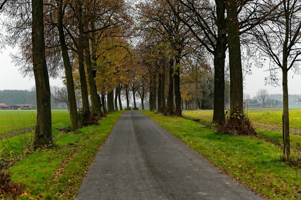 Ein trüber Tag im südlichen Münsterland ... (Spätherbst 2014)