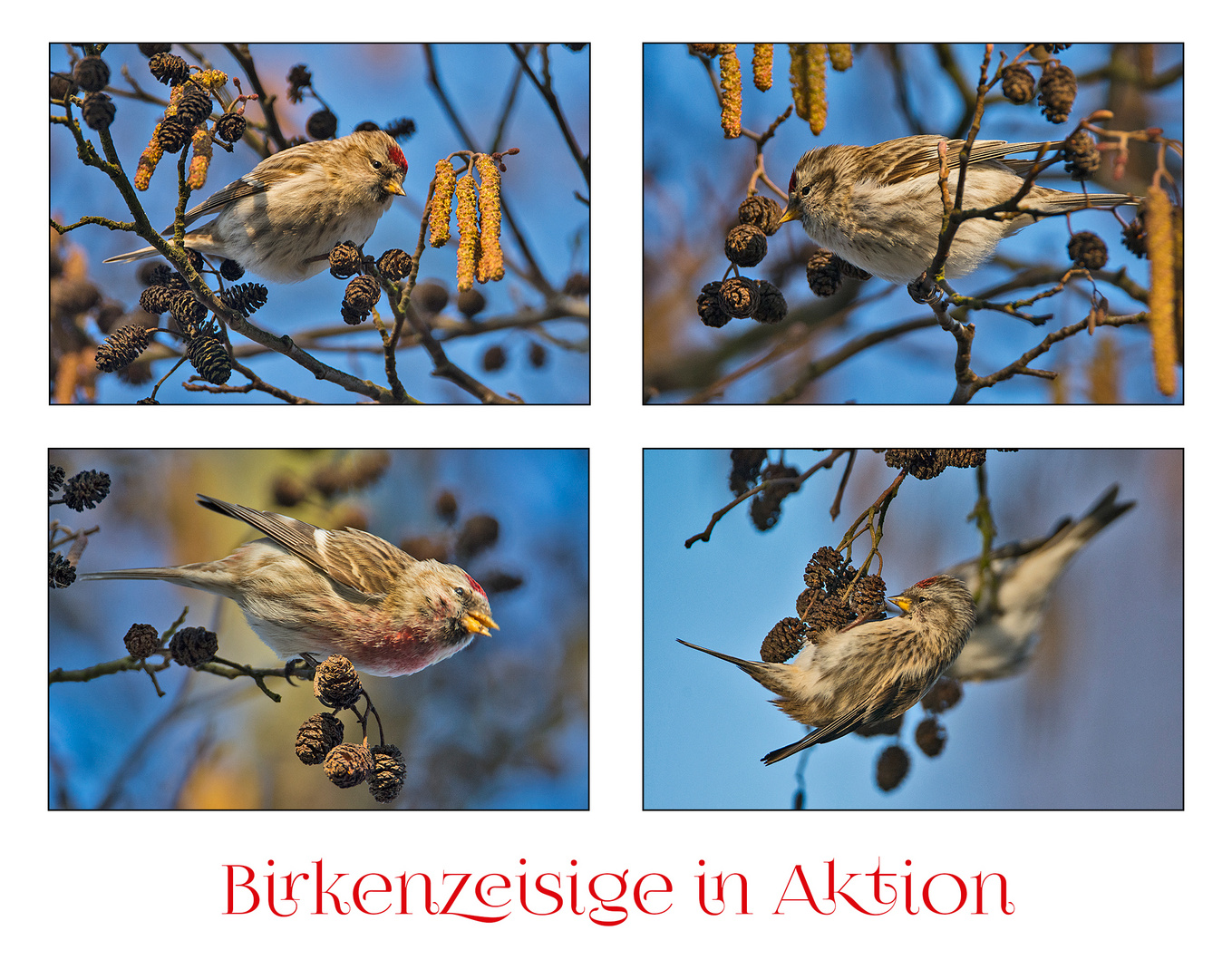 Ein Trupp Birkenzeisige (Carduelis flammea) . . .