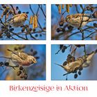 Ein Trupp Birkenzeisige (Carduelis flammea) . . .