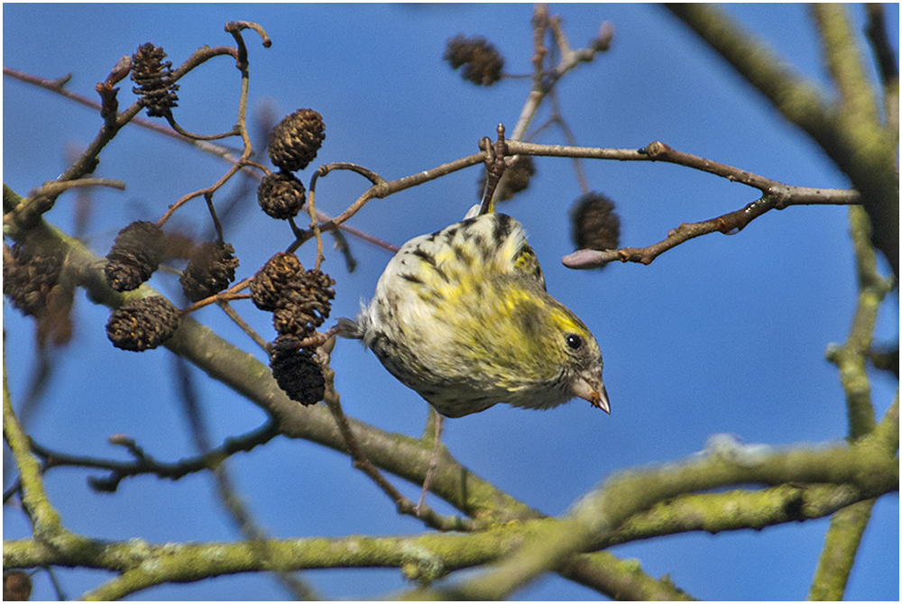 Ein Trupp Erlenzeisige (Spinus spinus) . . . (1)