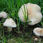 Ein Trupp Mairitterlinge  (Calocybe gambosa)