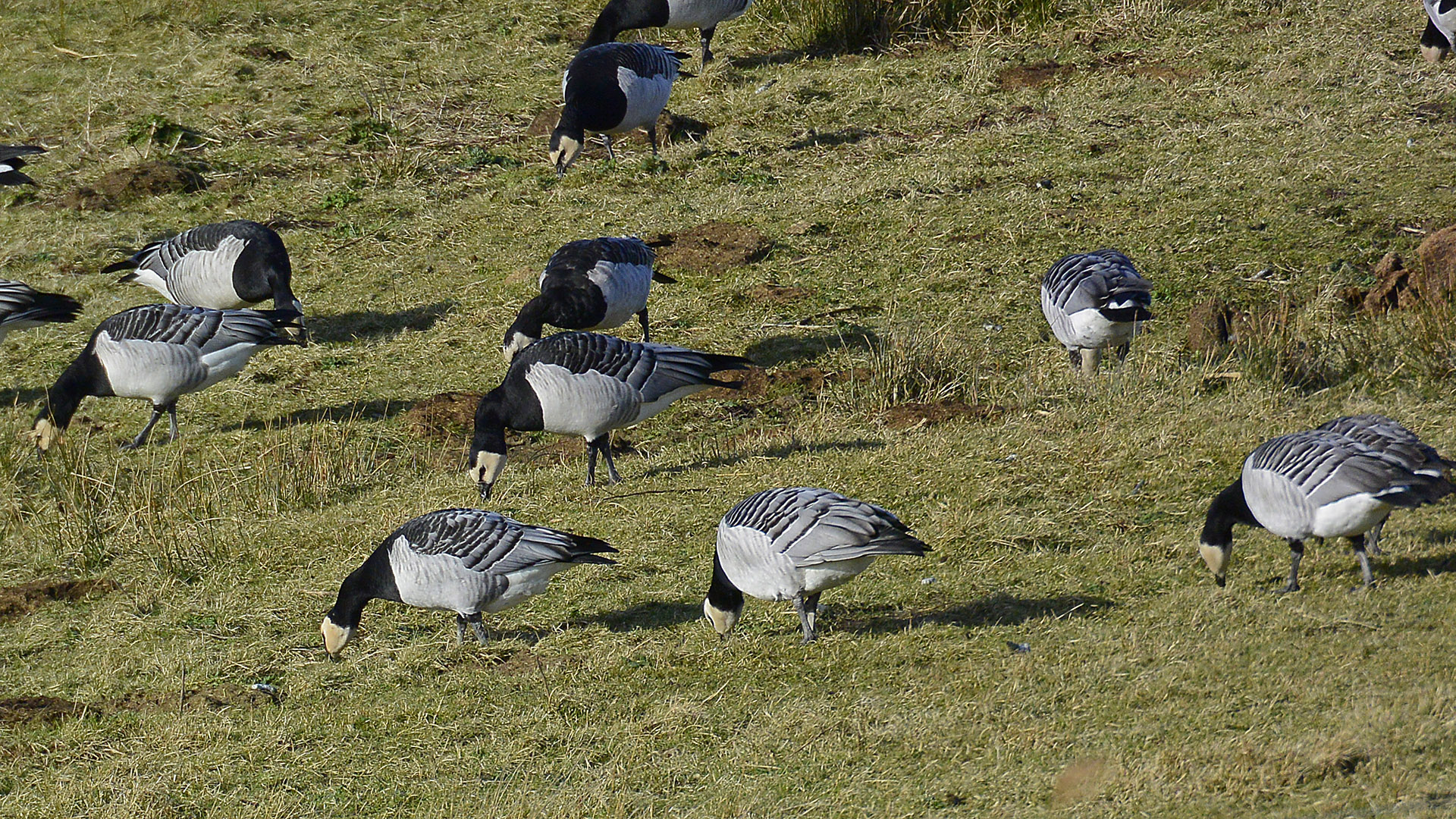 Ein Trupp Nonnengänse (Weißwangengans, Branta leucopsis) beim Äsen auf dem Ostland von Borkum