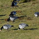 Ein Trupp Nonnengänse (Weißwangengans, Branta leucopsis) beim Äsen auf dem Ostland von Borkum