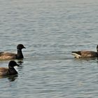 Ein Trupp Ringelgänse vor Borkum am 14.03.18