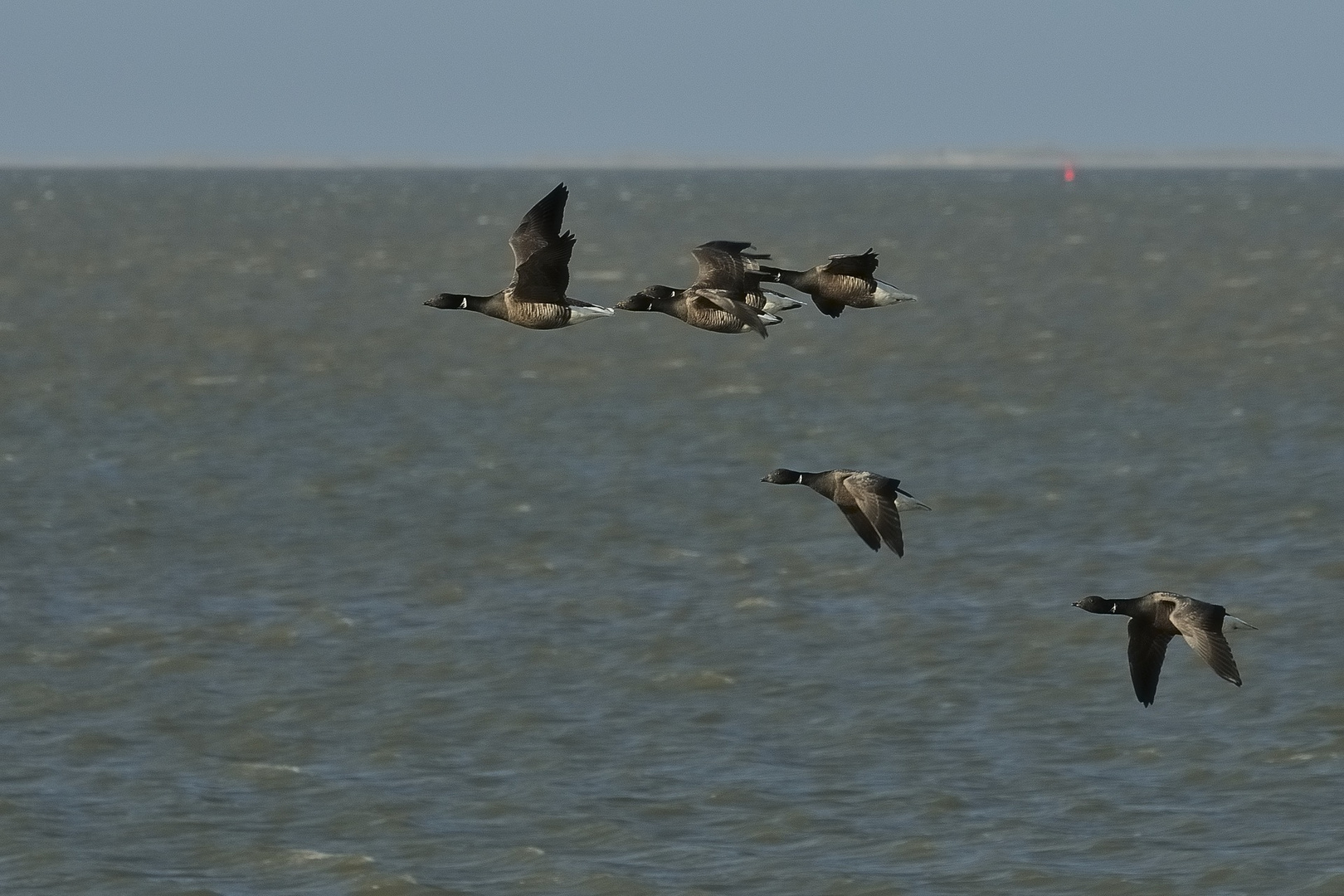 Ein Trupp Ringelgänse vor Neuharlingersiel, am Horizont Spiekeroog