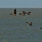 Ein Trupp Ringelgänse vor Neuharlingersiel, am Horizont Spiekeroog