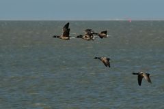 Ein Trupp Ringelgänse vor Neuharlingersiel, am Horizont Spiekeroog