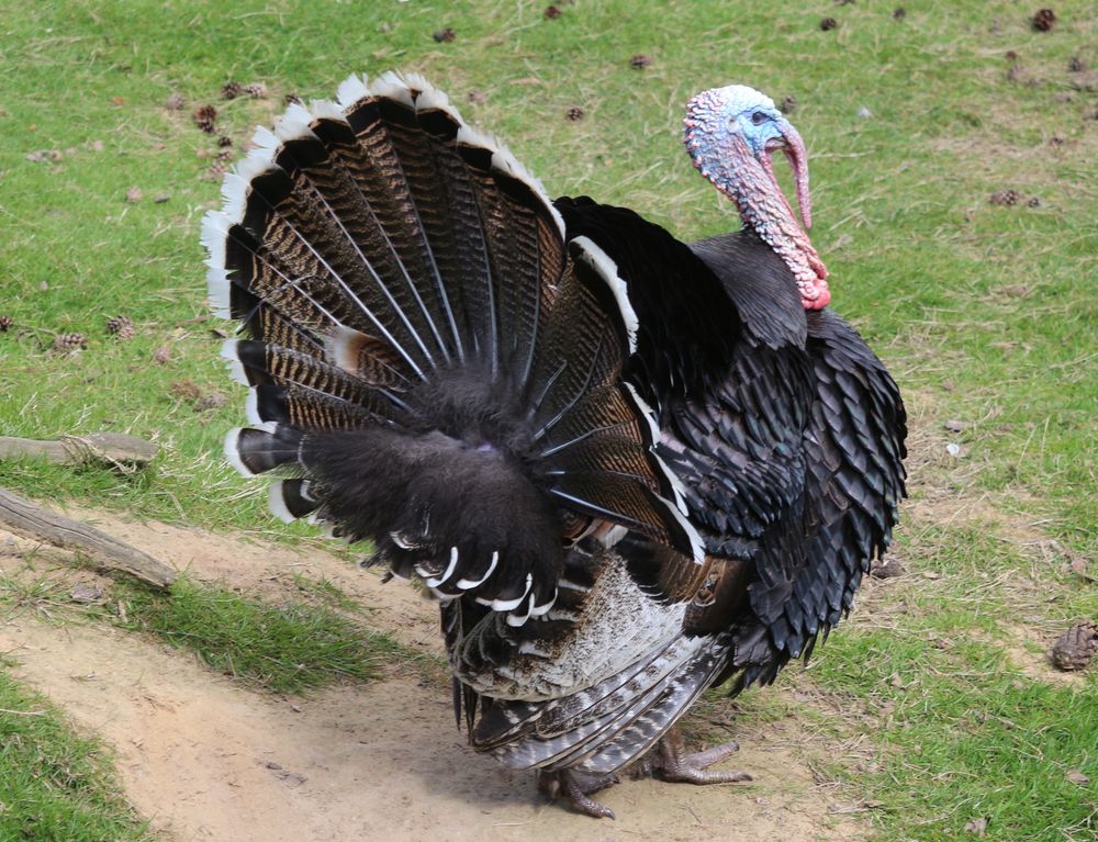 Ein Truthahn Foto &amp; Bild | tiere, zoo, wildpark &amp; falknerei, vögel ...