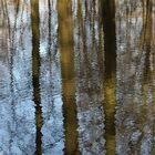 Ein Tümpel im Wald