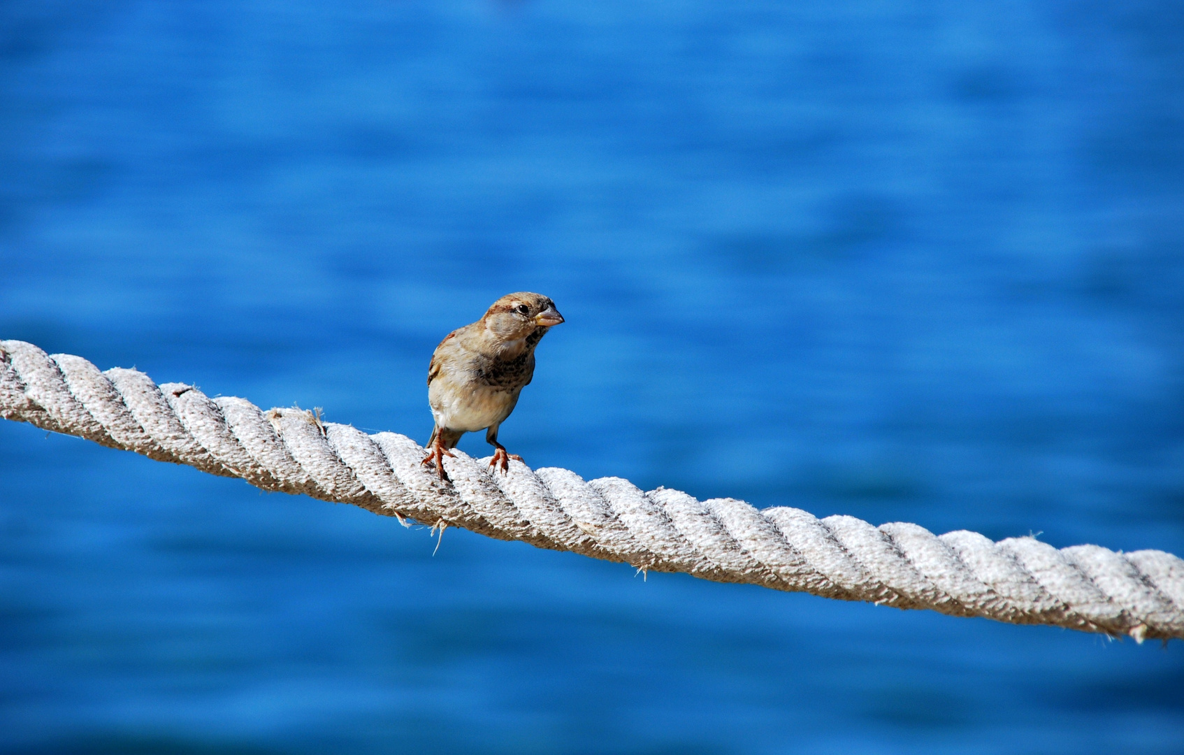 ein Türkischer Spatz