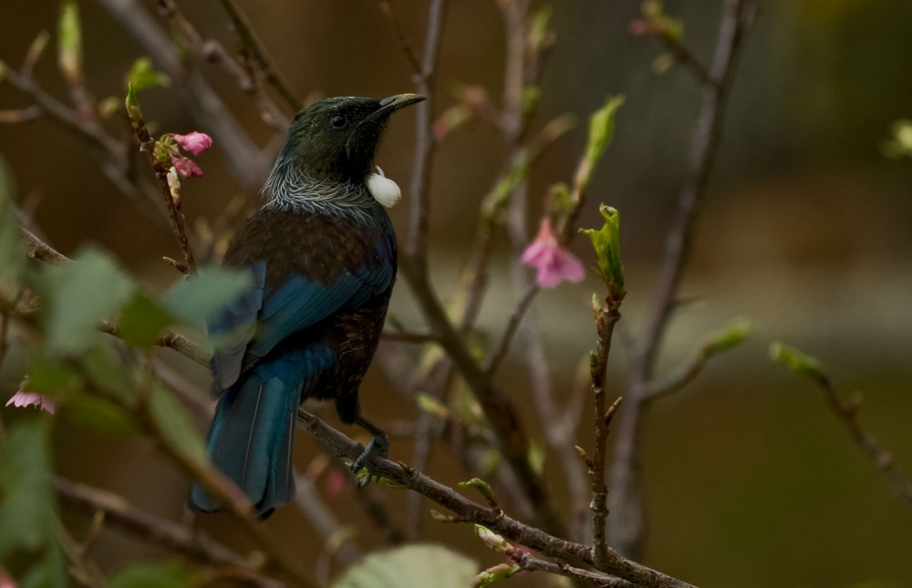 ein tui