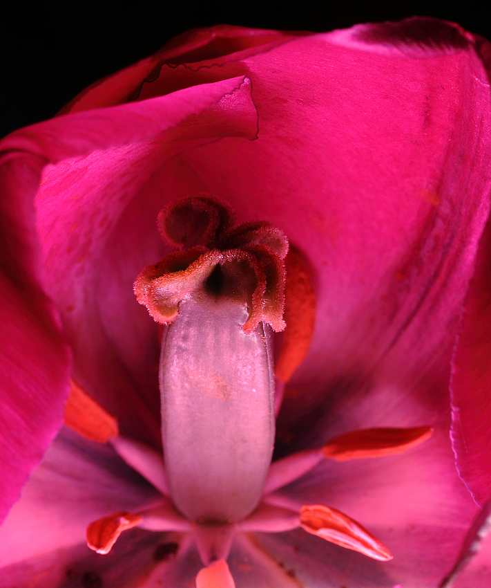 Ein Tulpen - Makro