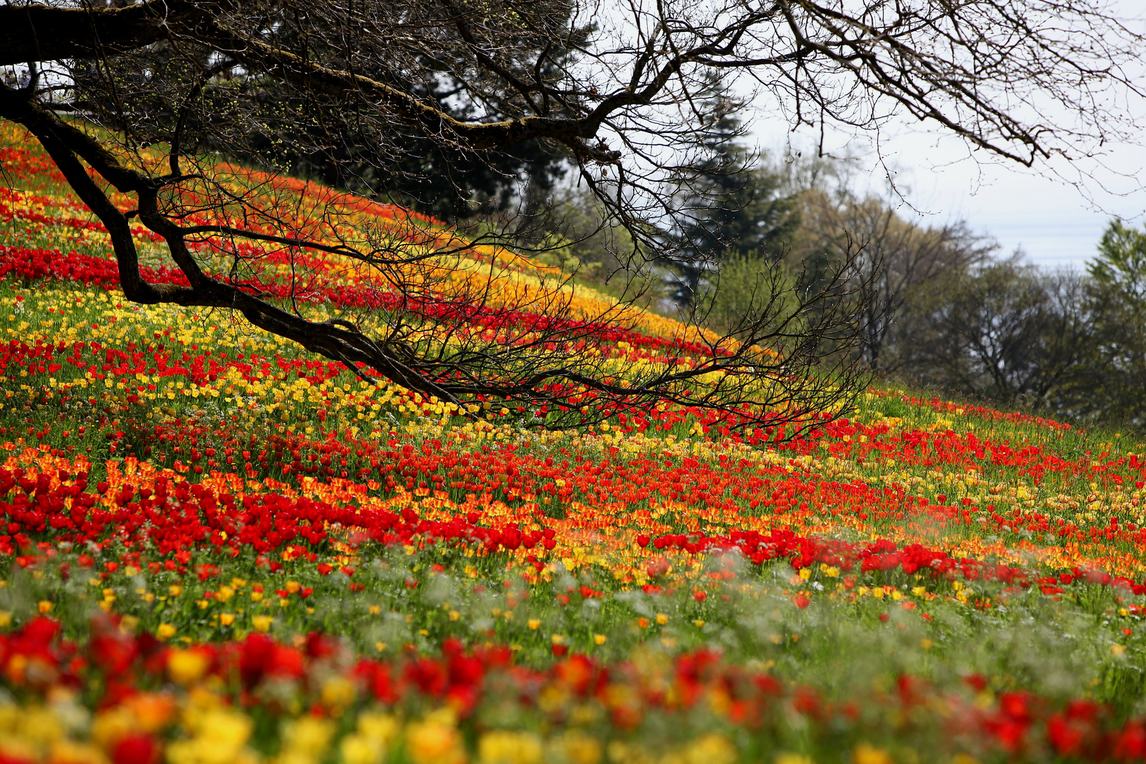 Ein Tulpen Meer